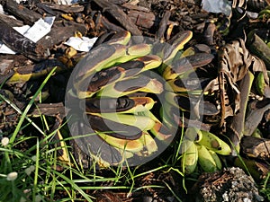 Piles of rotten or throw away banana fruits on the ground