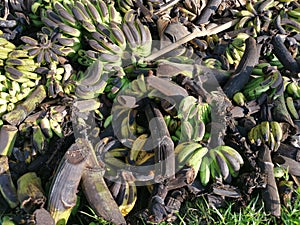 Piles of rotten or throw away banana fruits on the ground