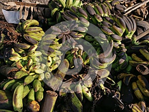 Piles of rotten or throw away banana fruits on the ground