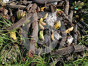 Piles of rotten or throw away banana fruits on the ground