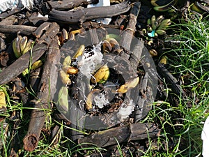 Piles of rotten or throw away banana fruits on the ground