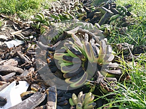 Piles of rotten or throw away banana fruits on the ground