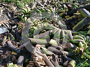 Piles of rotten or throw away banana fruits on the ground