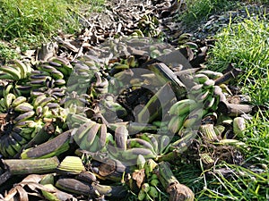 Piles of rotten or throw away banana fruits on the ground