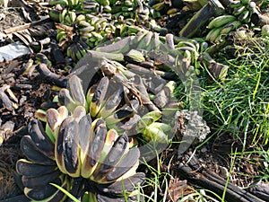 Piles of rotten or throw away banana fruits on the ground