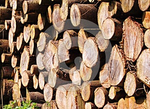 Piles of Sawn Timber