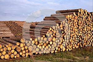 Piles of sawn tree logs and blue sky