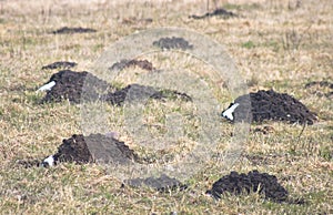 Piles of soil collected by mole (mole mound)