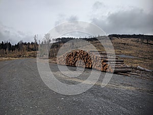 Piles of stumps in Biskupia Kopa mountain photo