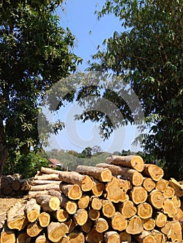 Piles of teak wood, blue sky background and bamboo trees