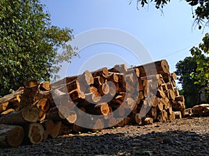 Piles of teak wood neatly arranged, blue sky background