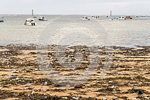 Sigle Use Plastics on Shore of Tropical Beach photo