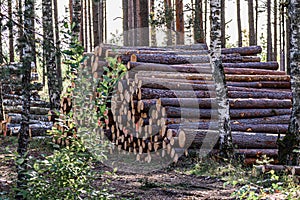 Piles of tree trunks are piled in the meadows along the muddy forest road
