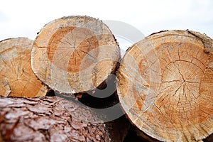 Piles of tree trunks, stacked outside