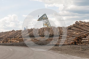 Logs at lumber mill photo