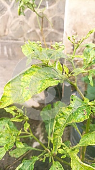 piles of unfruitful green chilies