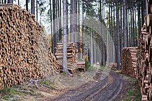 Piles of wood logs in the forest after the harvest.