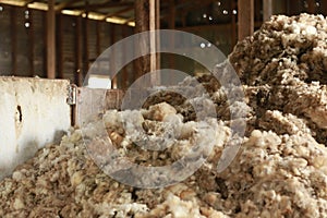 piles of wool piled up on the floors of an old traditional hard wood shearing shed waiting to be baled for the family farm, rural