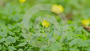 Pilewort Or Ranunculus Ficaria Yellow Spring Flowers. Lesser Celandine.