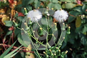 Pilewort Seedheads  24634