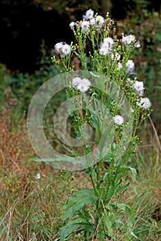 Pilewort  41901