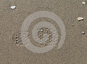 Pilgrim footprint in the sand of Langosteira Beach, a landmark along the Camino de Fisterra, Galicia, Spain.