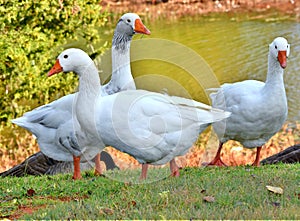 Pilgrim Geese on Lake Hefner in Oklahoma City