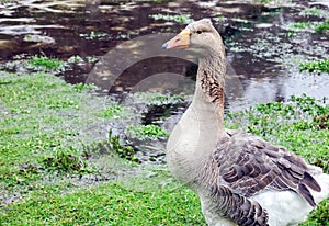 Pilgrim Goose