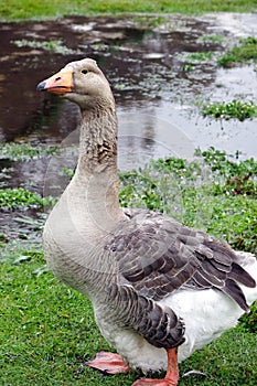 Pilgrim Goose