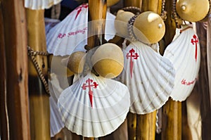 Pilgrim scallop