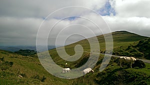 Pilgrim walking in the Pyrenees mountains, on the way of St James.