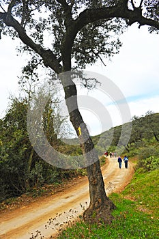 Pilgrims in the Mozarabic Camino de Santiago, Cerro Muriano, Province of Cordoba, Andalusia, Spain photo