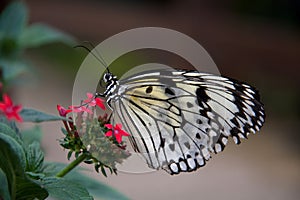 Pili Palas Butterfly Farm