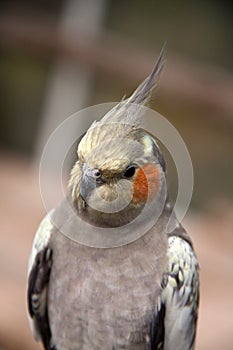 Pili Palas Butterfly Farm bird