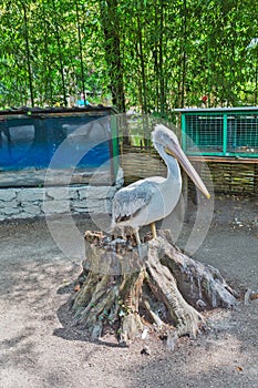 Pilican at the zoo photo