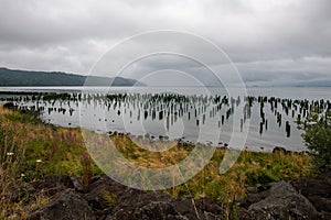 Pilings on the Columbia River waterfront.