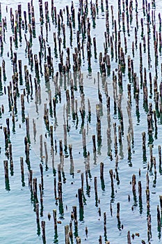 Pilings in Green Water