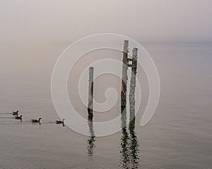 Pilings in the Pacific Northwest