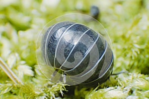 Pill Bug Armadillidium vulgare crawl on moss green background rolled in a ball