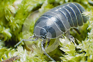 Pill Bug Armadillidium vulgare crawl on moss green background side view