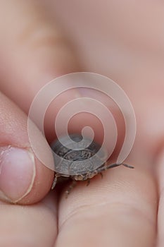 Pill Bug in child`s hands