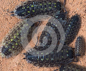 Pill Bug Or Doodle Bug Or Armadillidiidae