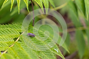 Pill bug on green leaf - blurred background
