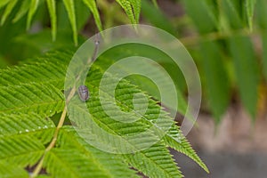 Pill bug on green leaf - blurred background