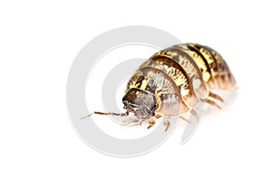 Pill bug isolated in white