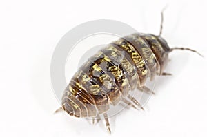 Pill bug isolated in white