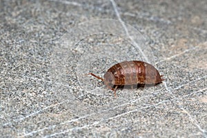 Pill-bug (Isopoda)