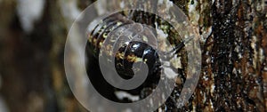 Pill Bug or Roly Poly, out taking a walk for food