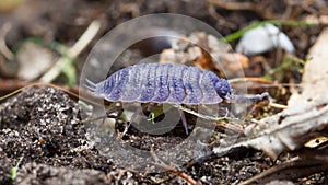 Pill bug walking