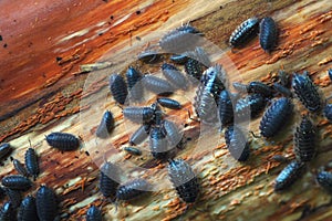 Pill Bugs